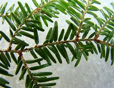 Image result for Needle Tree