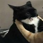 Image result for 1080 1080 Px Cat Memes