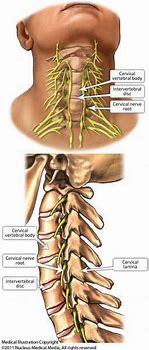 Image result for Cervical Spine Nerve Distribution