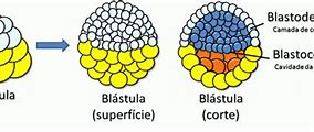 Image result for blastoderma