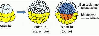 Image result for blastodermo