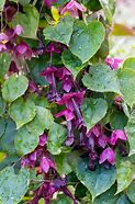 Image result for Purple Vines Native to Anacortes