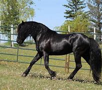 Image result for What Is a Canadian Horse