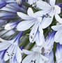 Image result for Agapanthus BlackJack