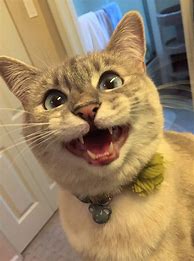 Image result for Funny Excited Cat