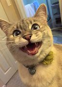 Image result for Excited Animal