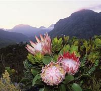 Image result for African Plants in Nature