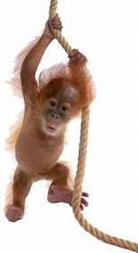 Image result for Dying Orangutan Meme Transparent