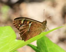 Image result for Xiphidiopicus Picidae