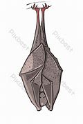 Image result for Upside Down Bat Drawing