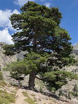 Image result for Pinus Nigra