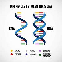 Image result for DNA and RNA Explianed