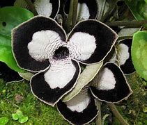 Image result for Asarum Ling Ling