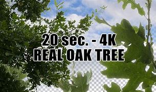 Image result for Oak Tree Alpha