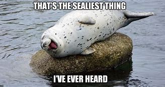Image result for Laughing Seal Meme