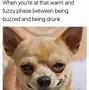 Image result for Chihuahua Hmmm Meme