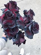 Image result for Life of a Dark Rose Merch
