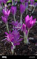 Image result for Colchicum Glory of Heemstede