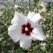 Image result for Hibiscus syriacus Shintaeyang