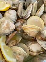 Image result for Clam Sniout