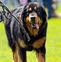 Image result for Black and Tan Mixed Breed Dog