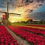 Image result for Netherlands Spring Wallpaper 4K