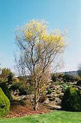Image result for Salix Pennsylvania