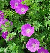 Image result for GERANIUM sanguineum Belle of Herterton