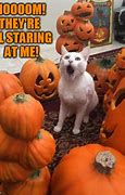 Image result for Scared Cat Meme