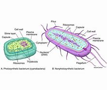 Image result for Prokaryotic Cell Drawing