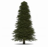 Image result for Pine Tree Wood Grain