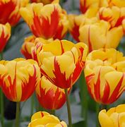 Image result for Holland Tulip Bulbs