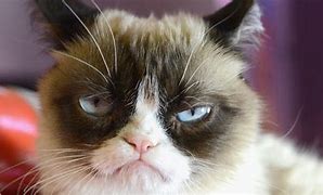 Image result for Grumpy Cat Meme Generator