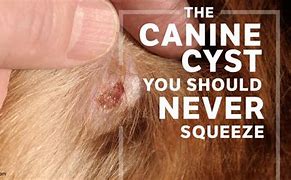 Image result for Sebaceous Cyst Dog Burst