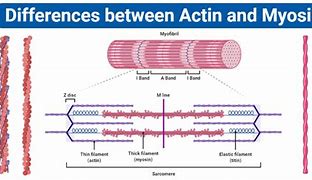 Image result for actin�meteo
