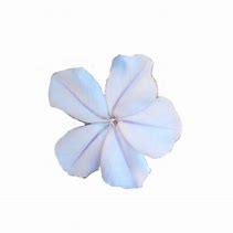 Image result for Types of Cyan Flowers
