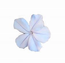 Image result for Cyan Flowers