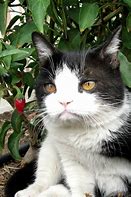 Image result for Grumpy Cat Brother
