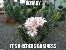 Image result for Botany Meme