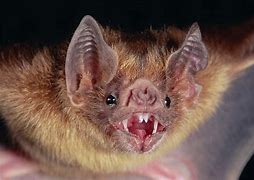 Image result for Vampire Bat No Background