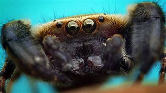 Image result for Bird Eating Spider Up Close