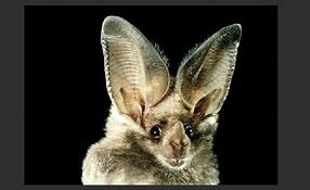 Image result for Bat Ear Concept