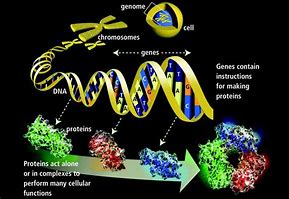 Image result for gene