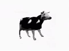 Image result for Spinning Cow Meme