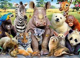 Image result for dieren