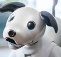 Image result for Dog Aibo Evolution