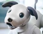 Image result for Aibo Pet Dog
