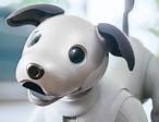 Image result for Robot Dog Movie