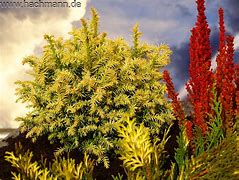 Image result for Cryptomeria japonica Vilmorin Gold