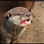 Image result for Mad Otter